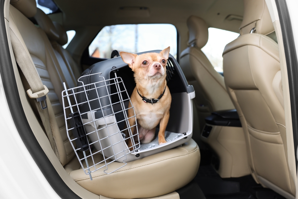 Chihuahua im Auto transportieren