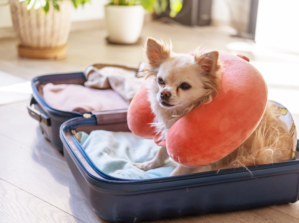 urlaub mit kleinem hund