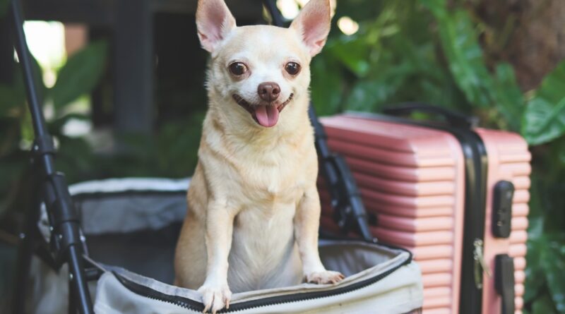 Chihuahua auf Reisen