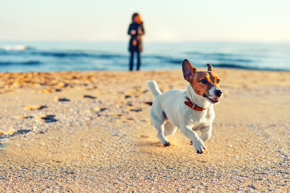 mit hund am strand